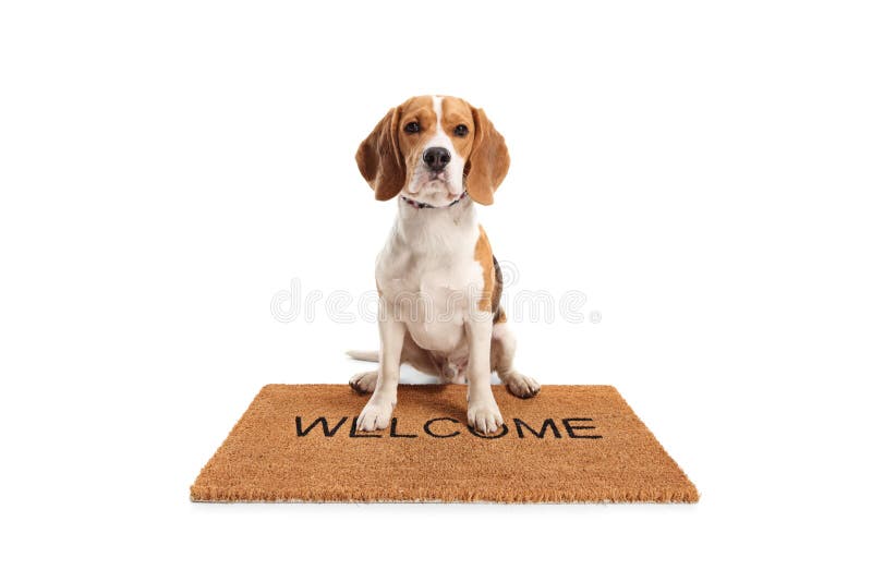 Cute beagle dog sitting on a brown welcome mat isolated on white background. Cute beagle dog sitting on a brown welcome mat isolated on white background